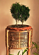 Handmade Natural Cane Flowe Pot Plant Stand Planter | Rattan | Varnish Brown Color | 1 Piece