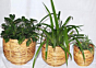 Cane Pot Planter Tub | U Shape Base | Set of 3
