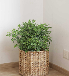 Water Hyacinth Planter