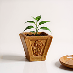 Handmade Flower Pot Made of Terracotta