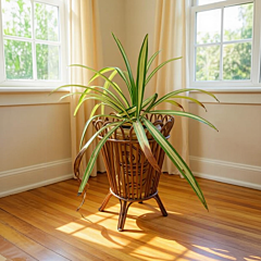 Cane Bamboo Planter Stand | Flower Pot Stand 