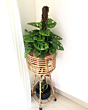 Cane Planter Stand with Triple Support
