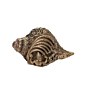 Brass Vishnu Shankh Sacred Brass Conch for Puja, Home Temple & Spiritual Decor BH11930