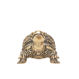 Brass Tortoise for Vastu & Feng Shui Decorative Brass Turtle Showpiece for Home Decor BH11382