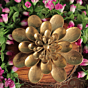 Brass Flower 3D Wall Hanging | Decorative Brass Floral Wall Art for Home Decor BH11325