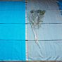 Handloom Maheshwari Kosa Padar Saree