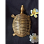 Brass Tortoise Fancy Big Figurine KBH00362