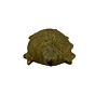 Brass Tortoise Figurine KBH04290