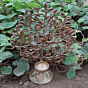 Brass Tree Candle Stand 9 Inch KBH07084