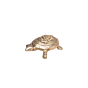 Brass Tortoise Ganesh Statue KBH07289