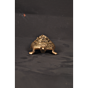 Brass Tortoise Ganesh KBH07292