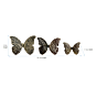 Brass Butterfly 3 Set KBH07325