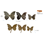 Brass Butterfly 3 Set KBH07325