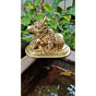 Brass Nandi Idol KBH07463