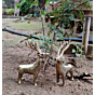 Brass Deer Pair Figurines KBH07474