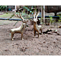 Brass Deer Pair Figurines KBH07474