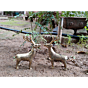 Brass Deer Pair Figurines KBH07474