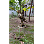 Brass Eagle Statue KBH07475