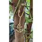 Brass Anchor Keychain KBH07484