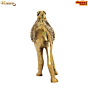 Brass camel Statue KBH08353