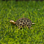 Brass Tortoise Idol1 Inch KBH10038