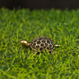 Brass Tortoise Idol KBH10149