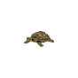 Brass Miniature Tortoise Figurine KBH10416