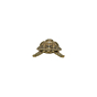 Brass Miniature Tortoise Figurine KBH10416