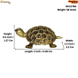 Brass Tortoise Statue KBH10784