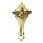 Brass Parrot Wall Hook KBH11612