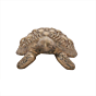 Brass Vastu Tortoise for Home Decor KBH12232