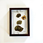 Foliage and butterfly - Home decor 