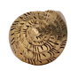 Brass Shankh Height 2 Inch KBH09687