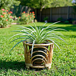 Bamboo Cane Planter Stand for Home | 8.5" H x 9" Dia | Set of 2
