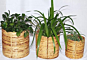 Cane Pot Planters | Round Base Holders | Set of 3 